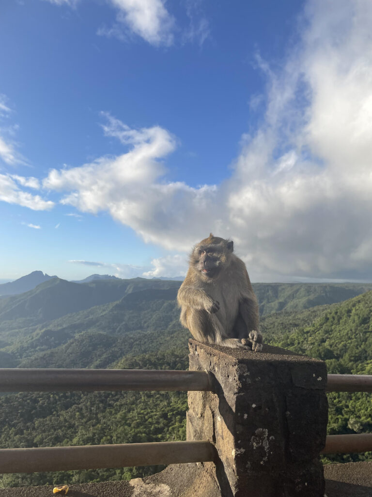 A native monkey sat on a fence with a tropical view of a forest in the background.