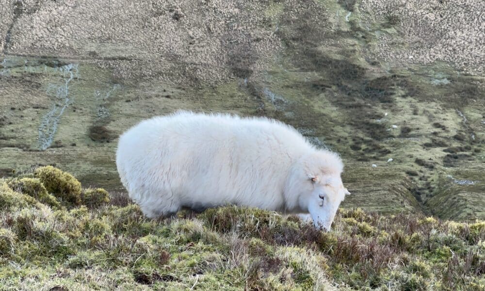 A sheep eating grass near Pen Y Fan