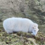 A sheep eating grass near Pen Y Fan