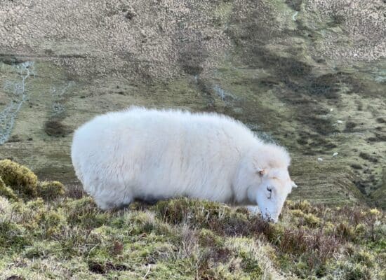 A sheep eating grass near Pen Y Fan