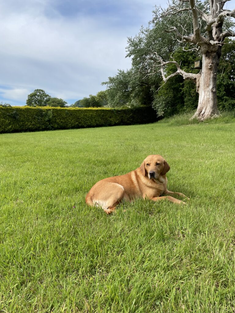 The author's family dog sitting in some grass with a big dead tree and a nice hedge in the background.