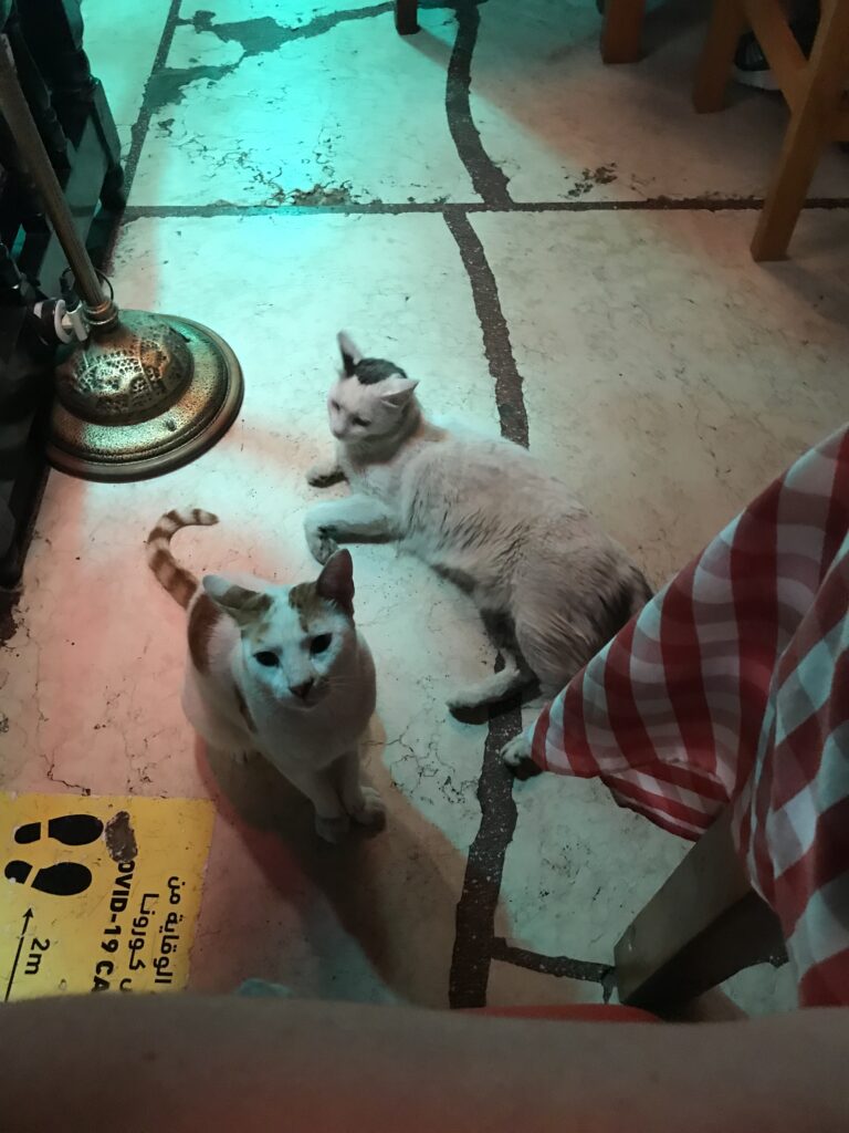 2 cats underneath a restaurant table.