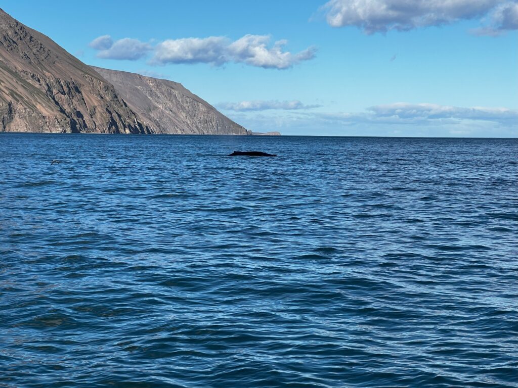 A whale seen in the Icelandic waters off the coast of Husavik. The whale itself is at least 20 meters away from the boat.