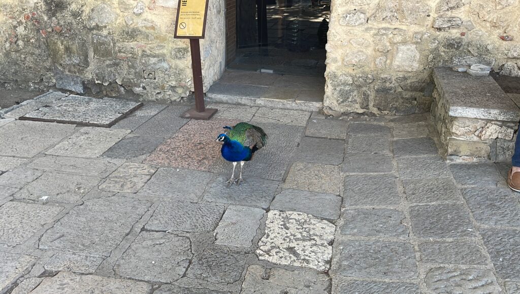 A peacock in the center of the image within the castle grounds. Its a mixture of blue and green.