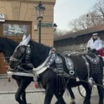 A horse drawn carriage in the streets of Krakow.