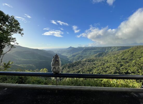 A small monkey eating a banana in the foreground of a great valley in the background.