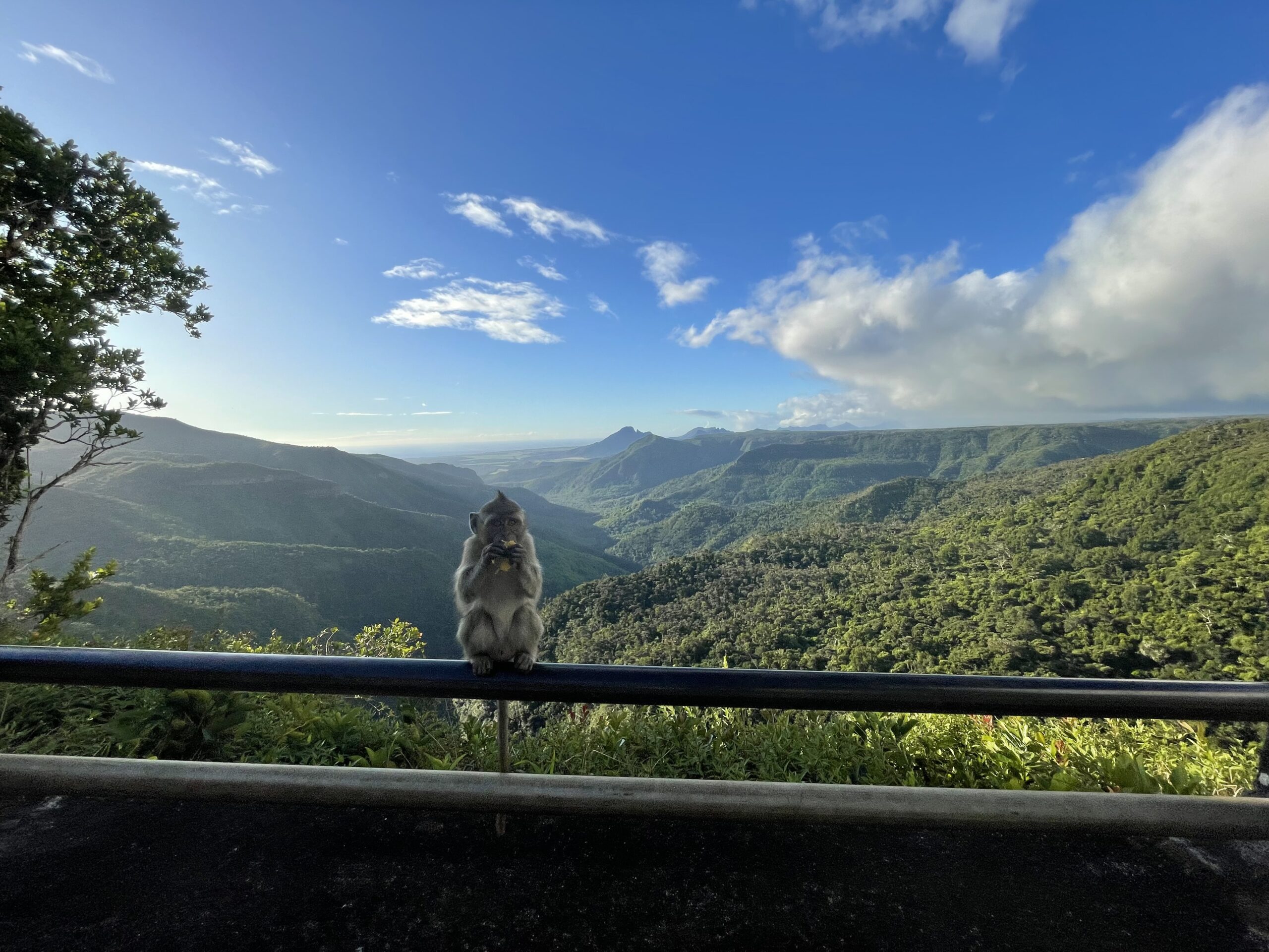 A small monkey eating a banana in the foreground of a great valley in the background.